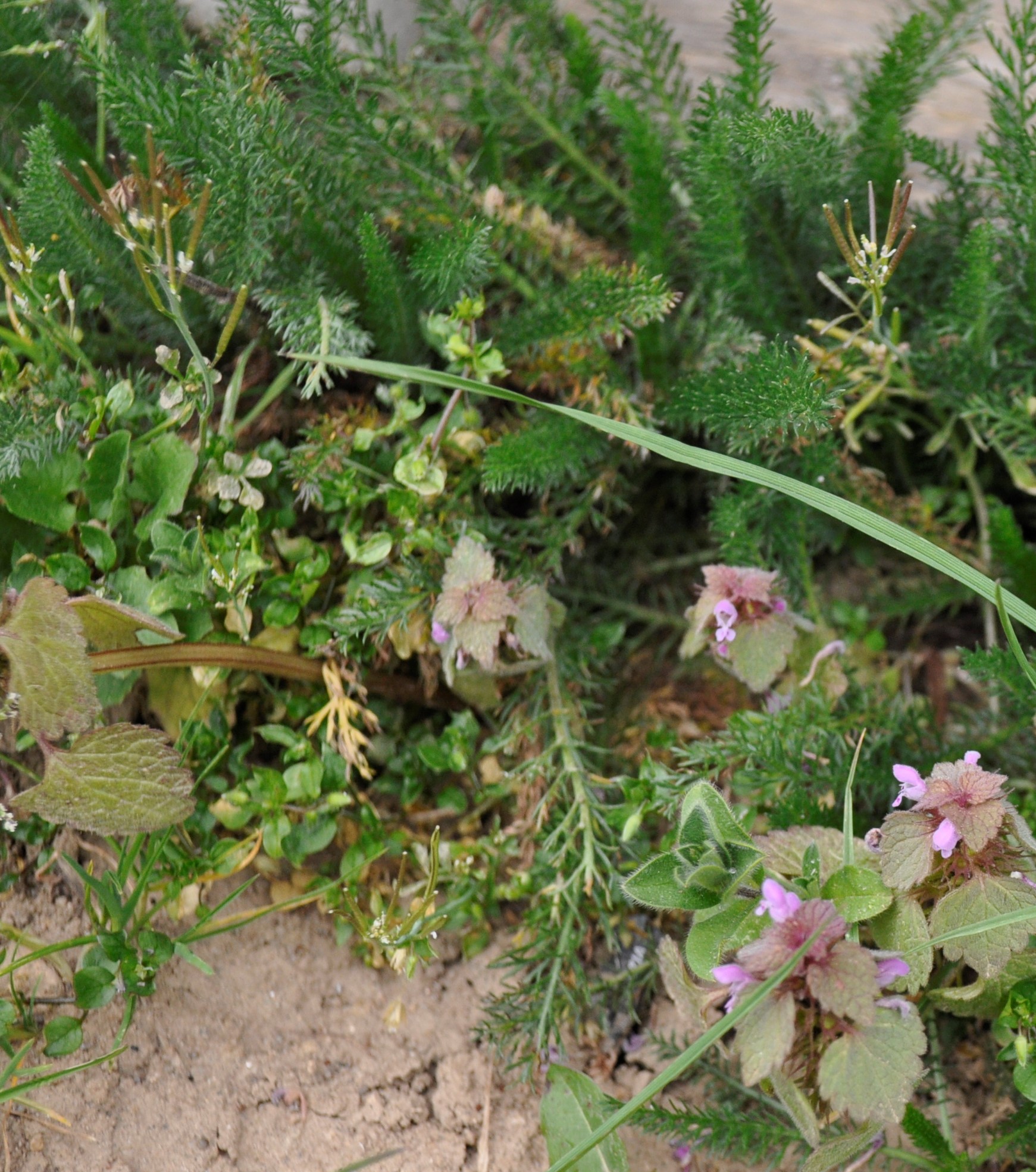 Annexe _DSC1353biss.jpg