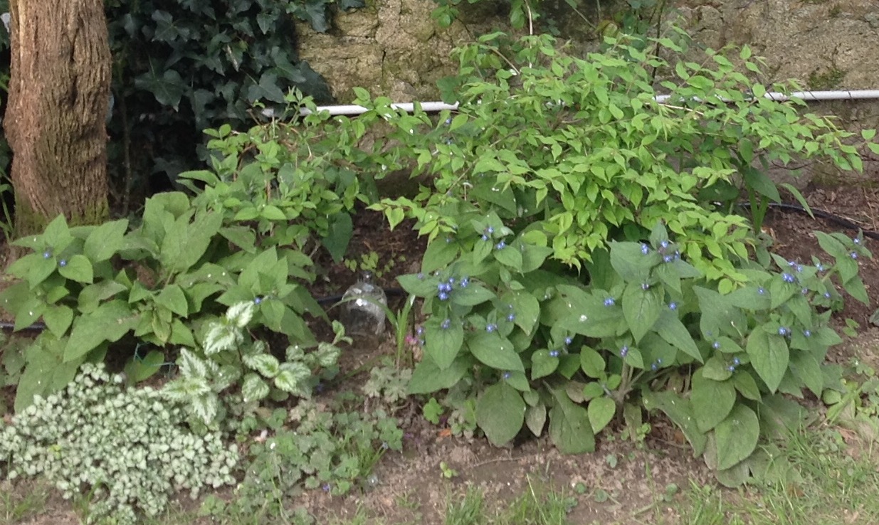 Annexe Petit coin de mon jardin.jpeg