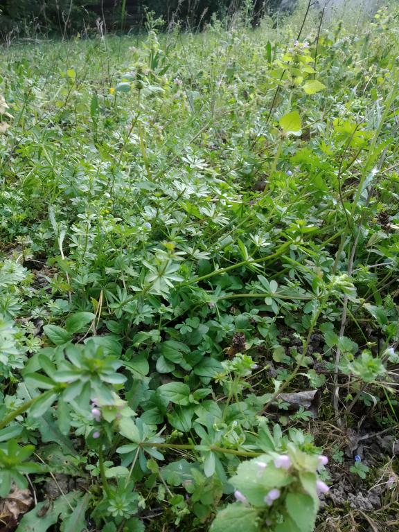 Annexe mini_IMG_20200329_181321.jpg