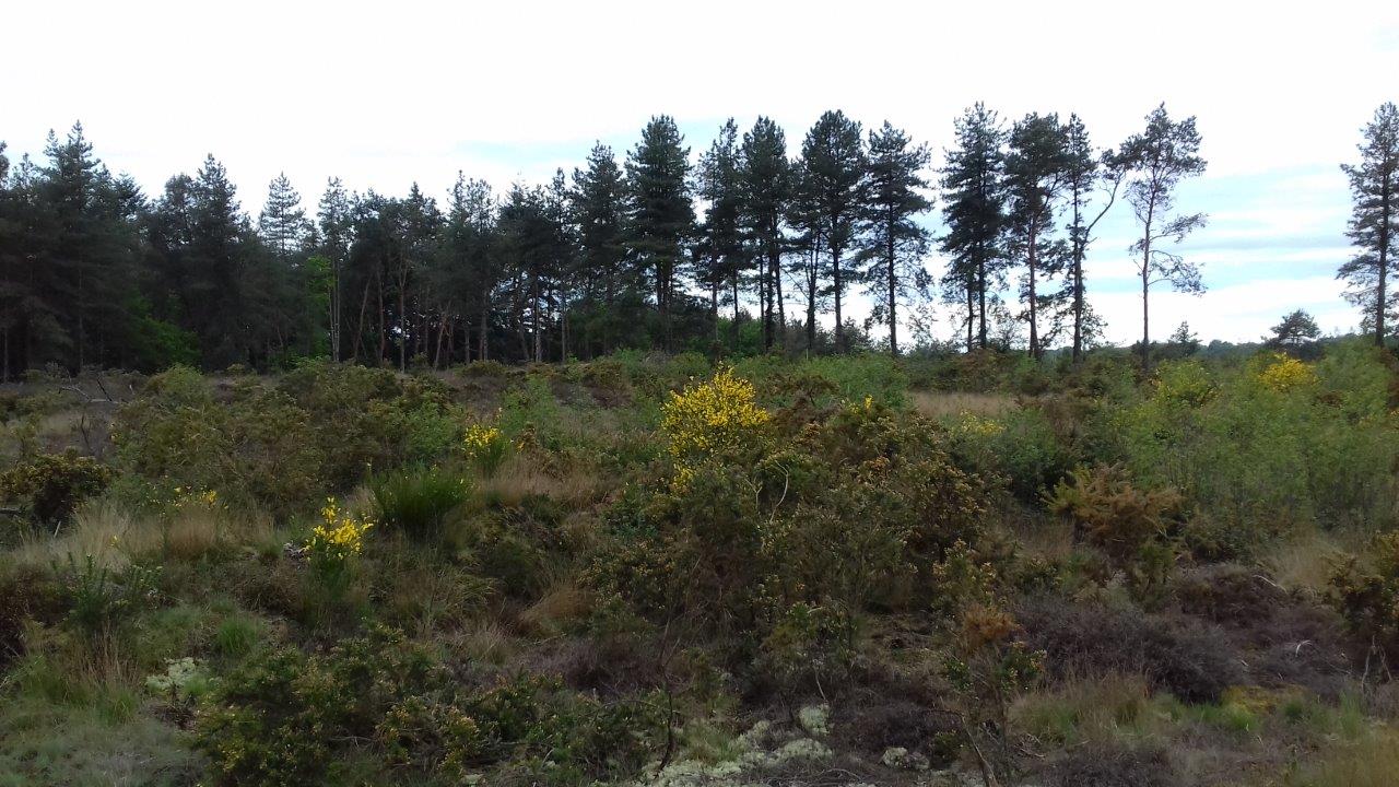 Annexe Paysage-Lande-Lassy-IlleVilaine-JFLEBAS.jpg