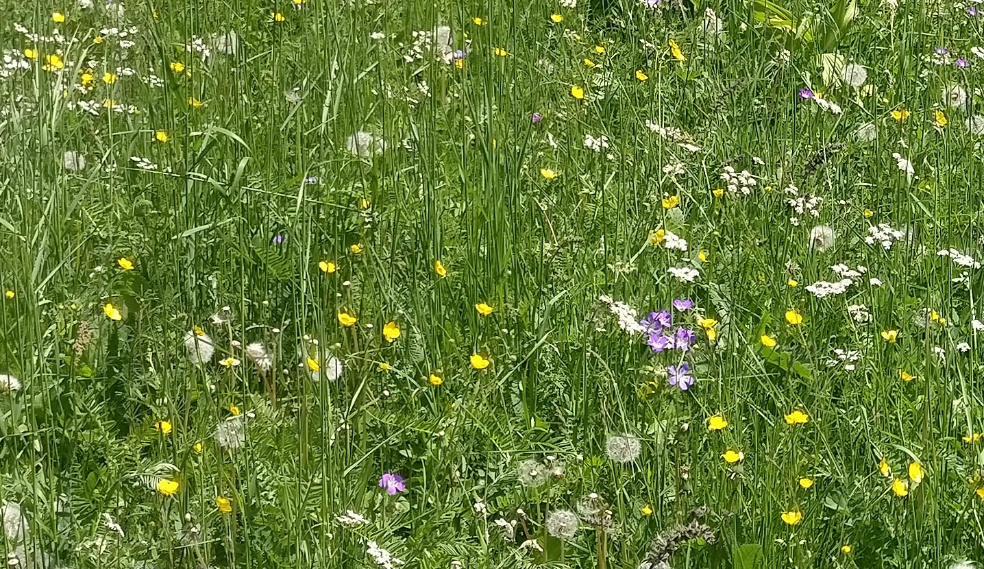 Annexe extrait prairie.jpg