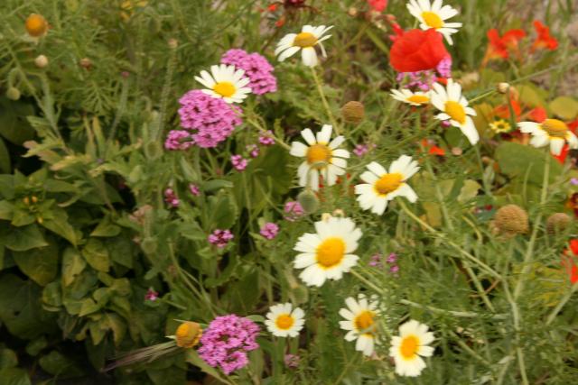 Annexe Fleurs sauvages Perth.jpg