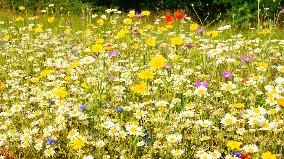 Annexe flowers-1913424_960_720.jpg