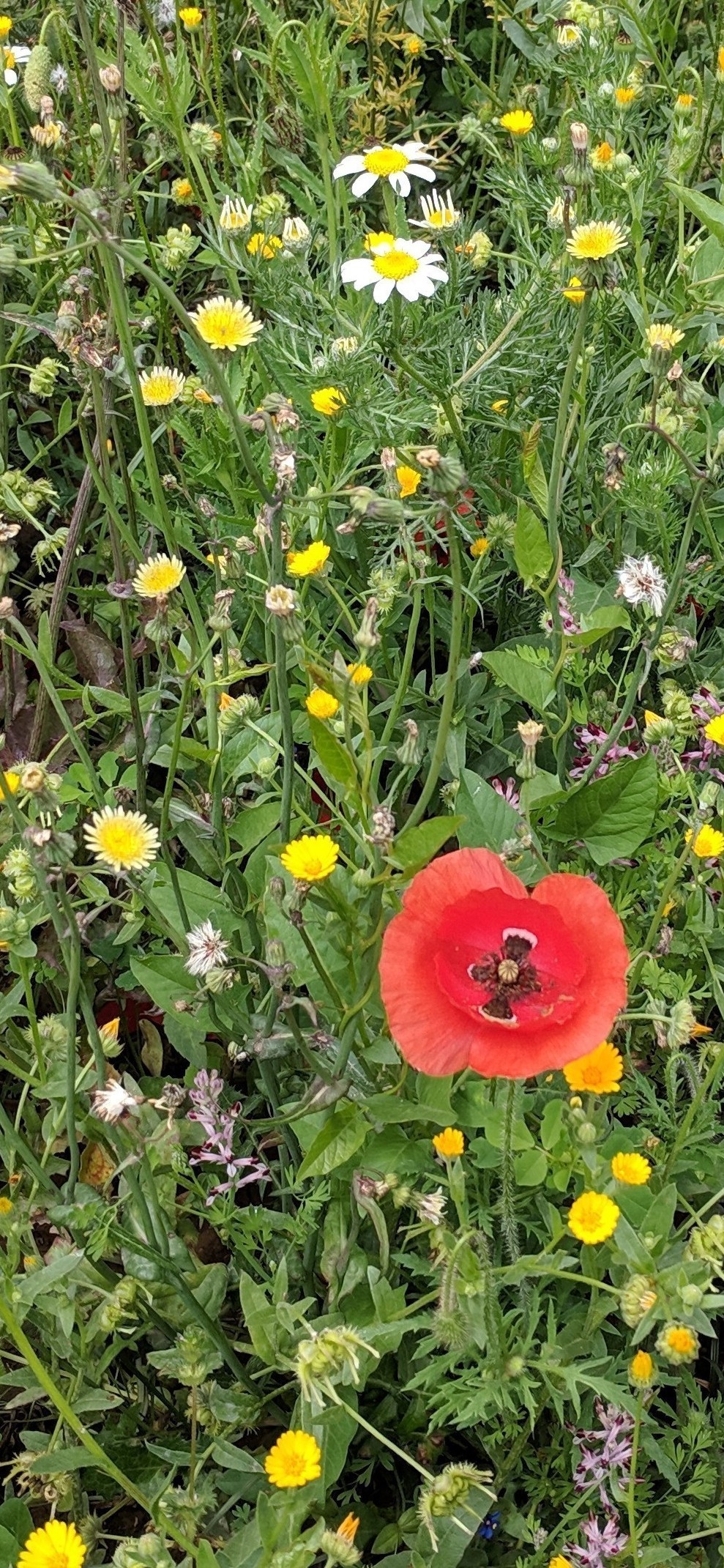 Annexe IMG_20190505_120244~8.jpg