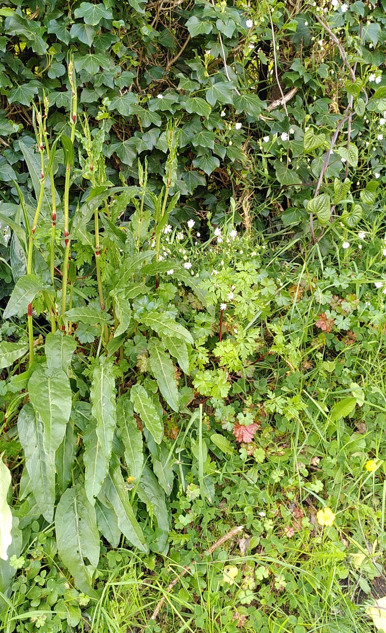 Annexe IMG_20200329_132018 (2).jpg