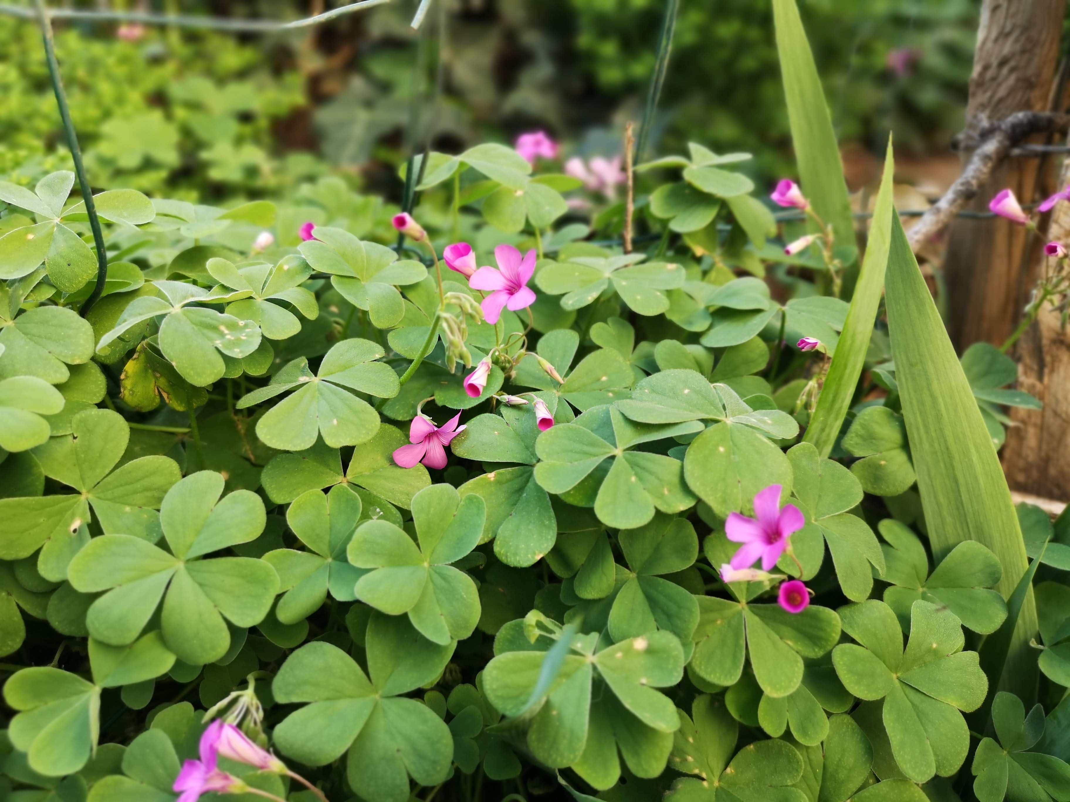 Annexe Oxalide articulée.jpg