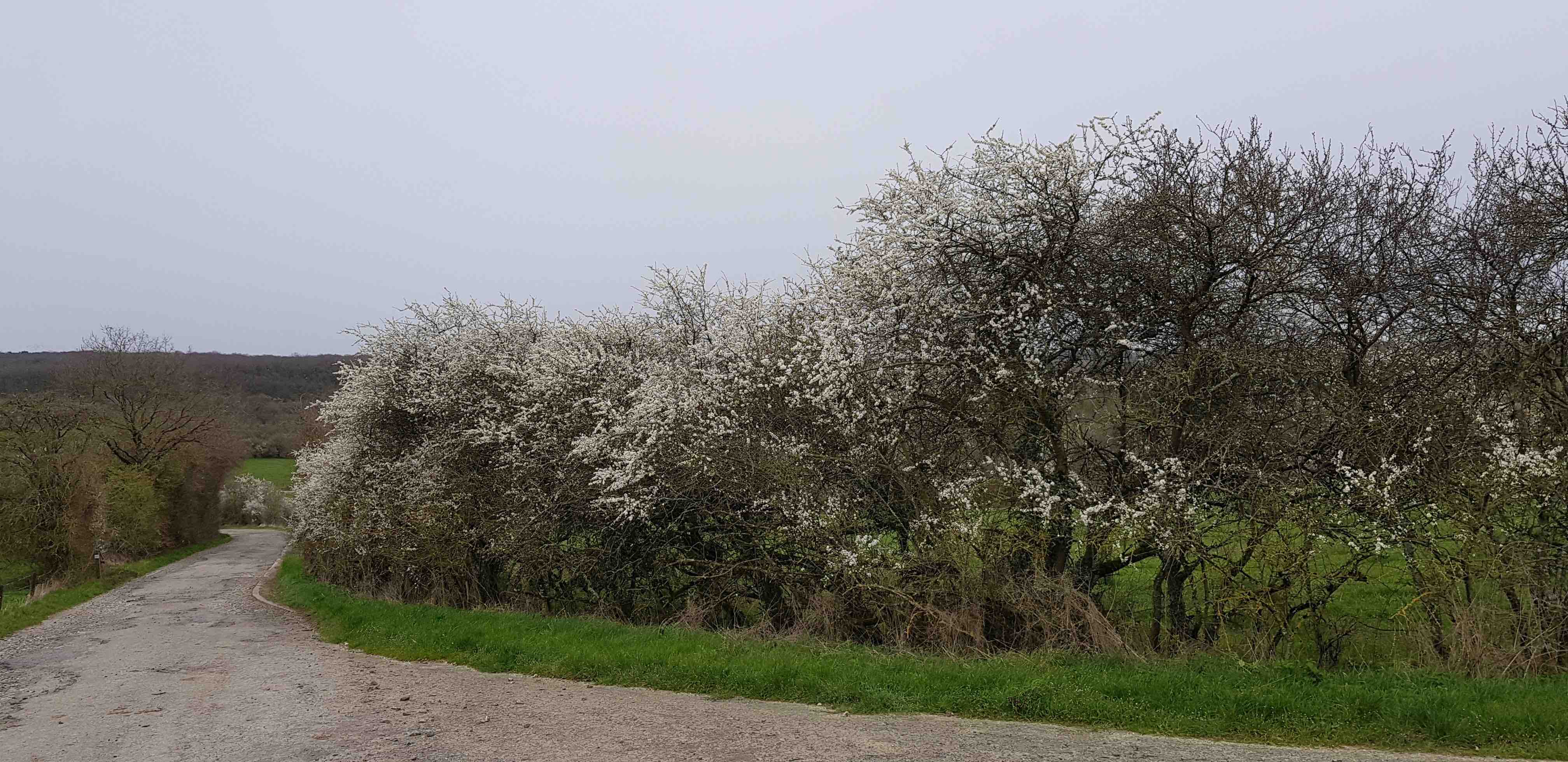 Annexe Prunellier 1-Dourbes20200329.jpg