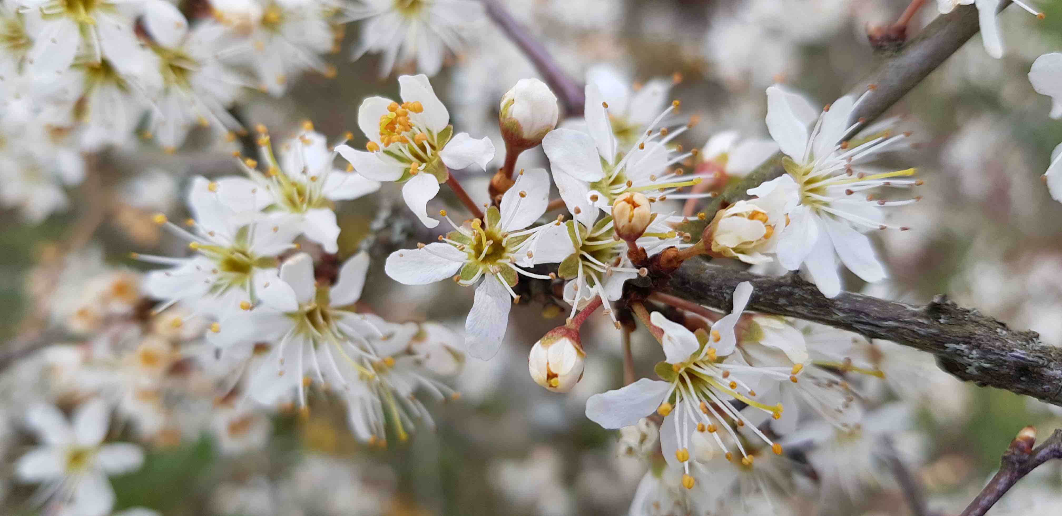 Annexe Prunellier 3-Dourbes20200329.jpg