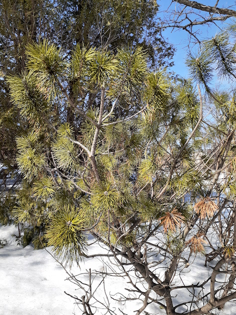 Annexe 20200328_141006 (1).jpg