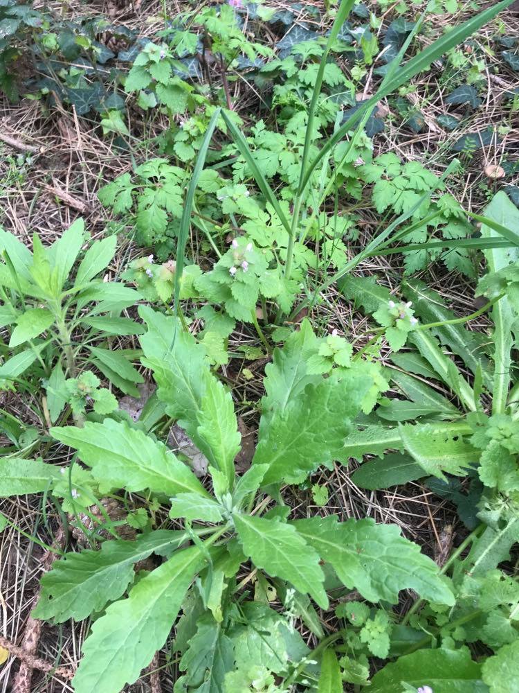 Annexe Sous Bois Durtal.jpg