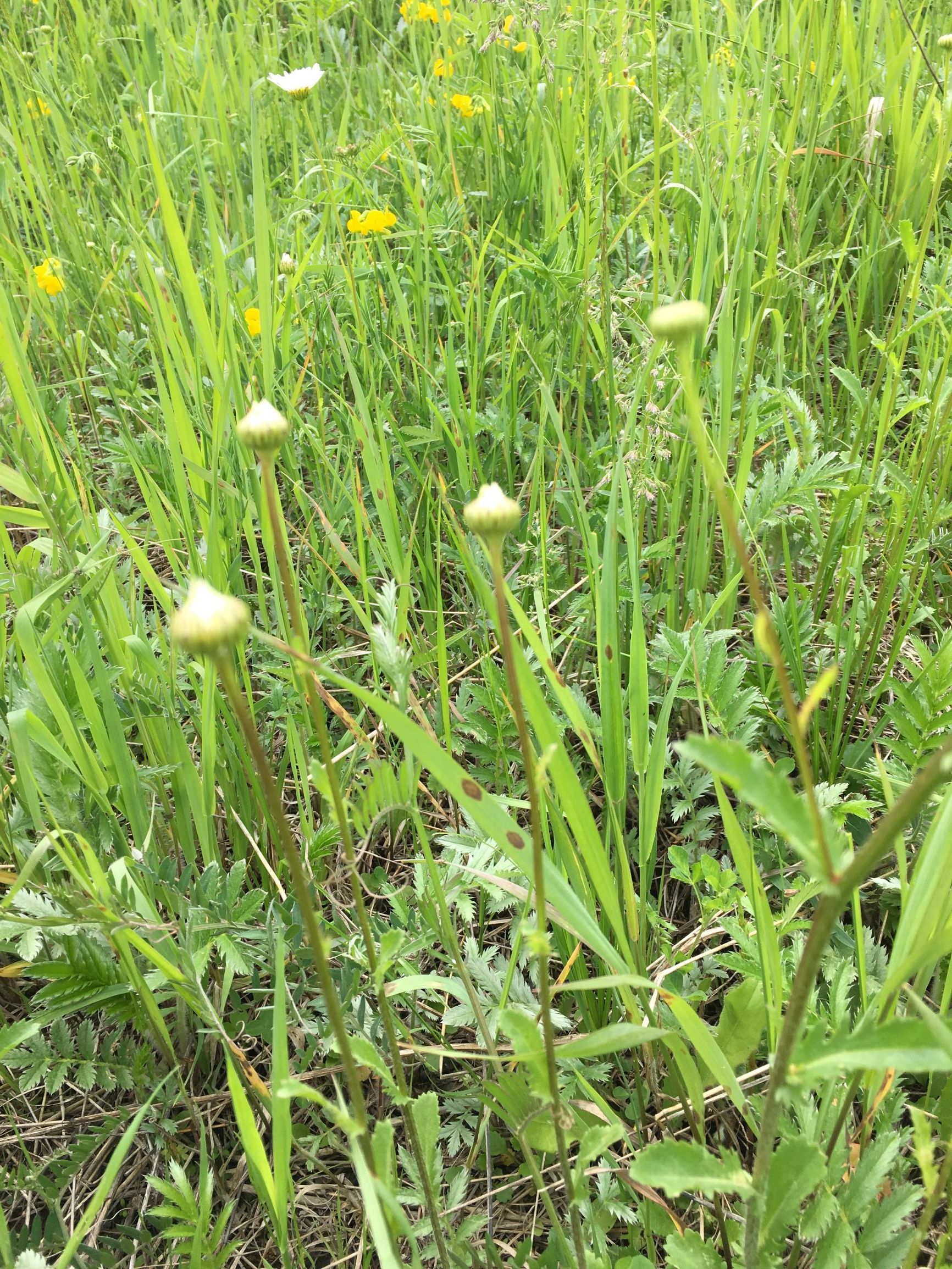 Annexe IMG_0839-3.JPG