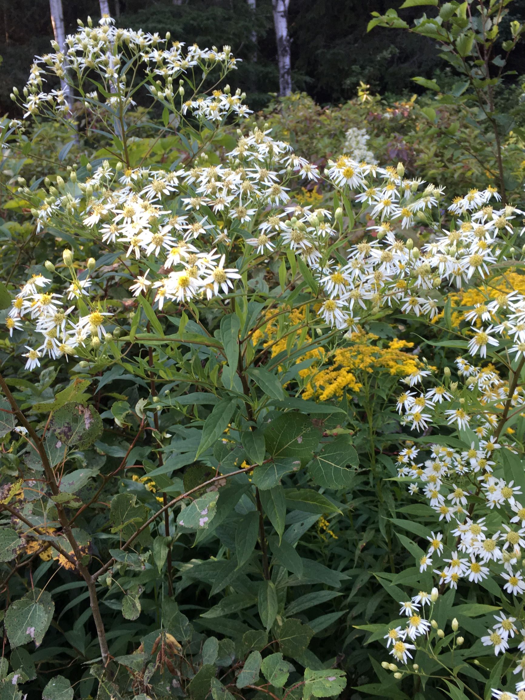 Annexe IMG_1128_3.JPG