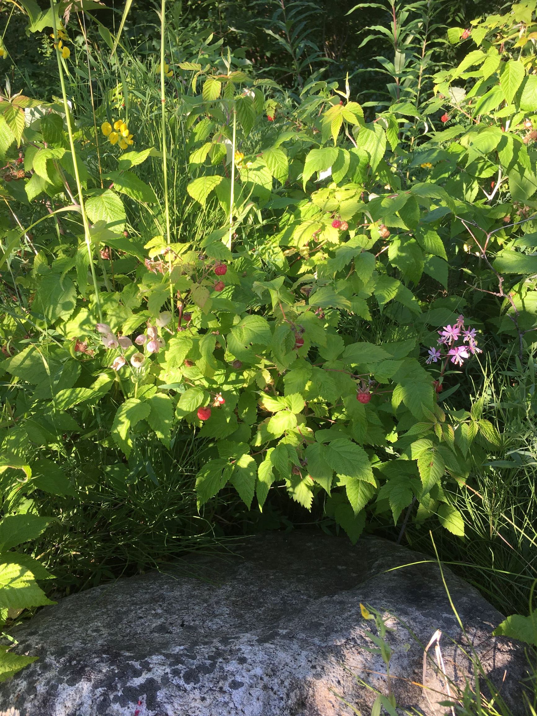 Annexe IMG_2678_framboises_2.JPG