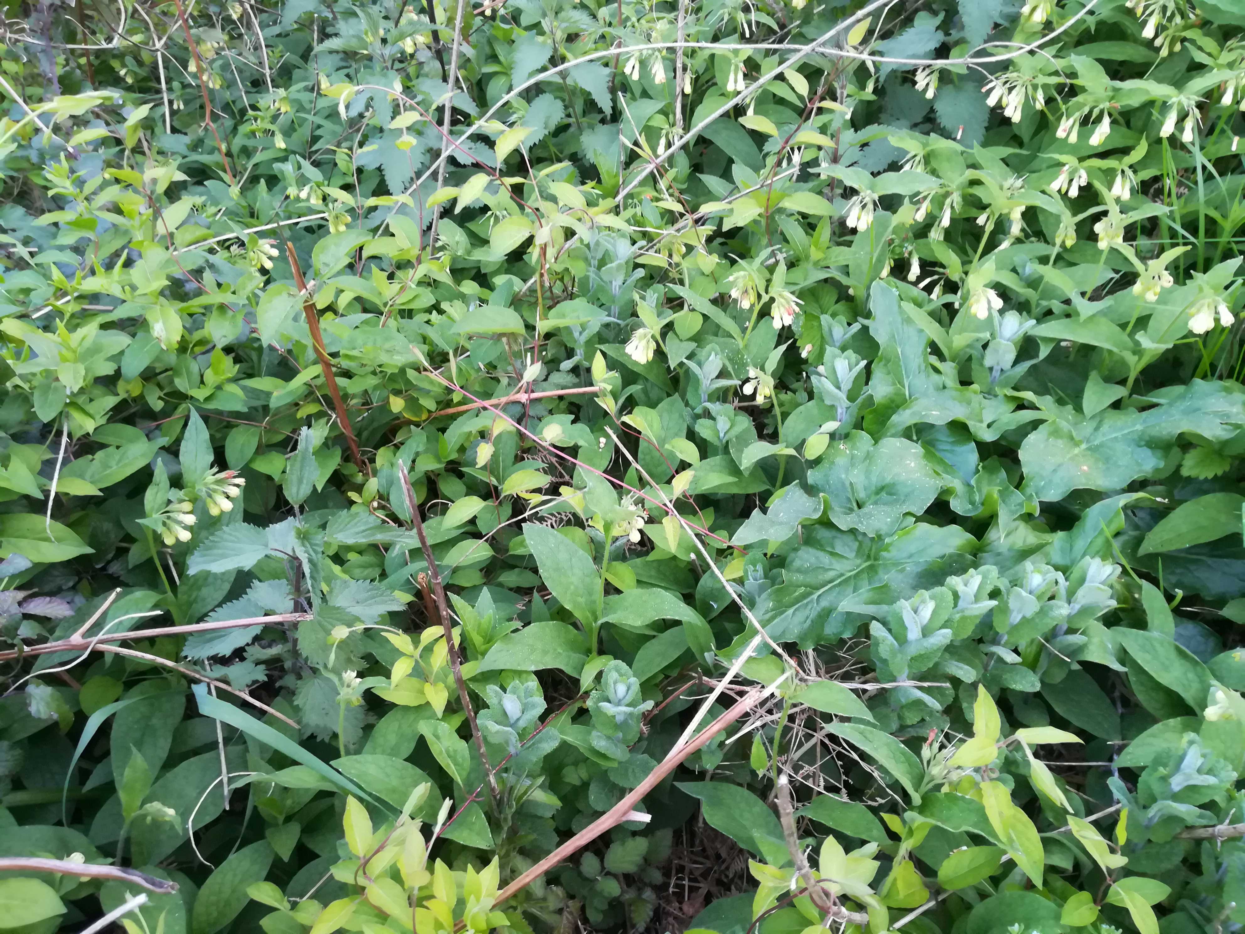 Annexe biodiversité mooc1.jpg