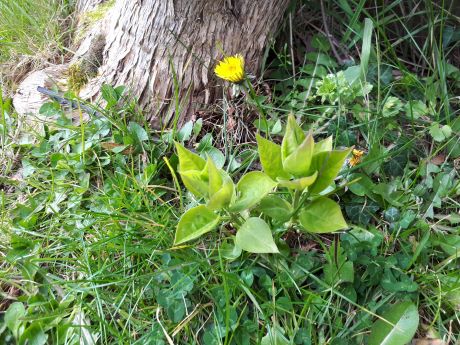 Annexe Dessus lilas.jpg