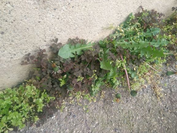 Annexe IMG_20200329_171039.jpg