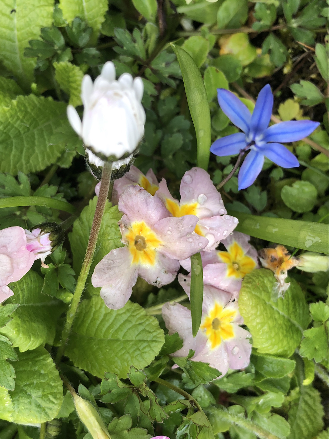 Annexe biodiversité.jpg