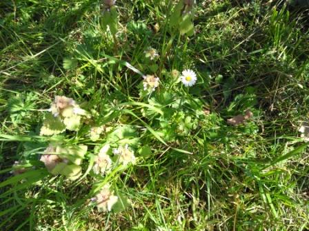 Annexe diversite 1.jpg