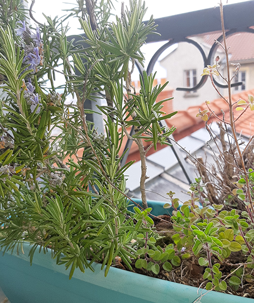 Annexe romarin origan.jpg