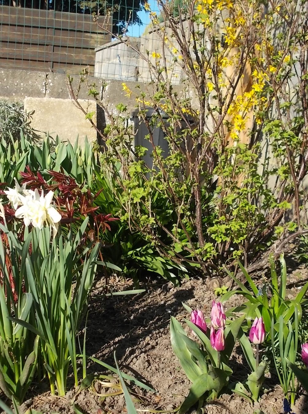 Annexe jardin 300320.jpg