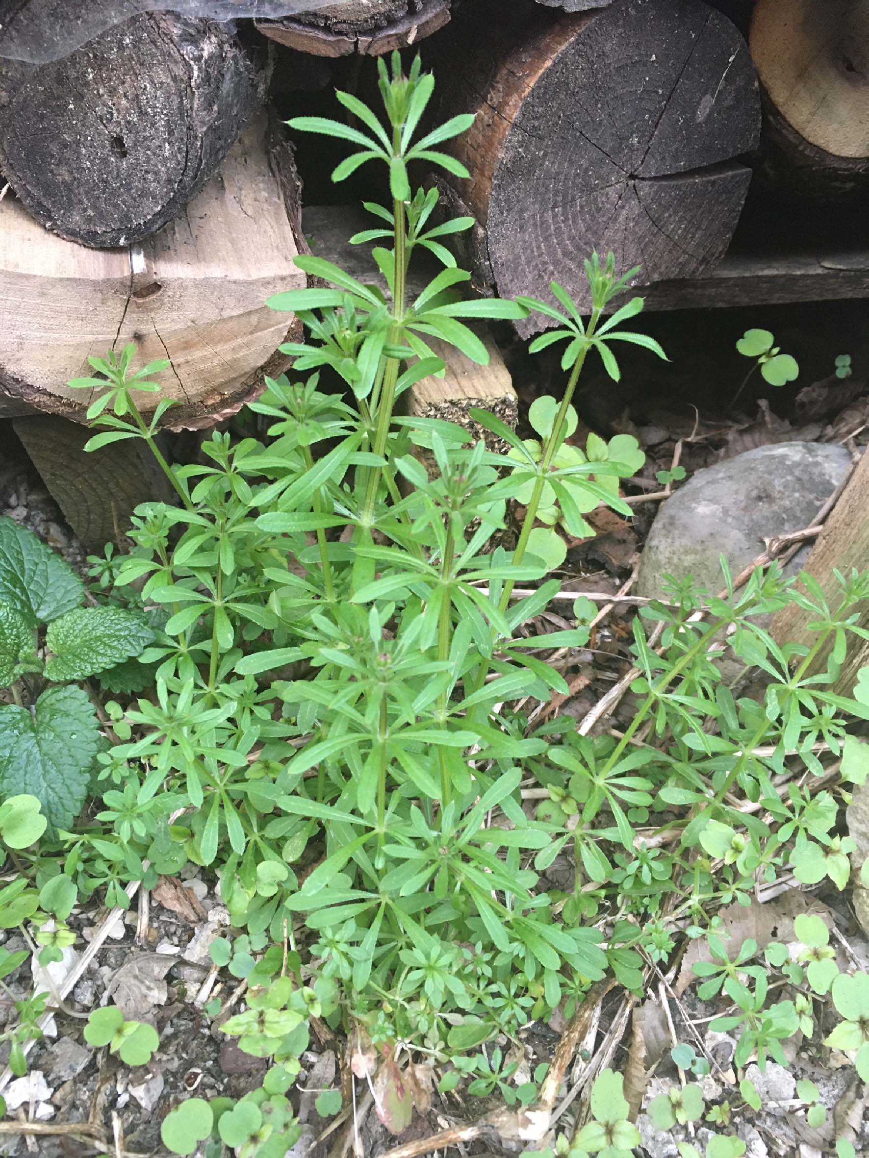 Annexe Gaillet gratteron.jpg