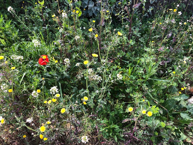 Annexe biodiversité.jpg