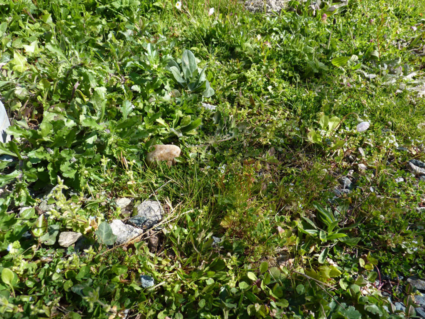 Annexe Jardin_StEtiennedeMontluc44.jpg