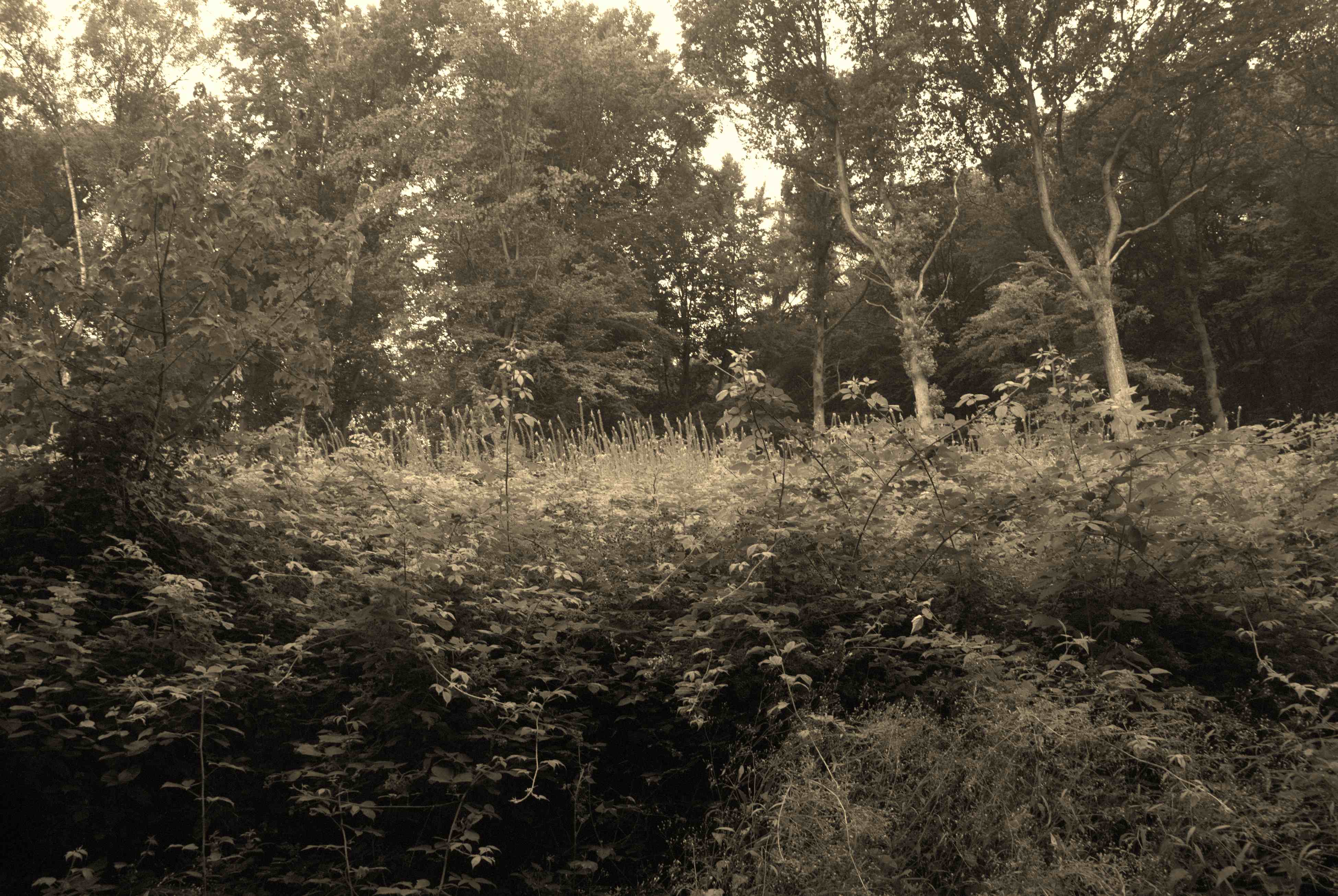 Annexe 031-DSC_0032 1.jpg