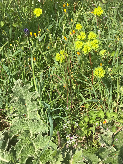 Annexe IMG_4178.jpeg