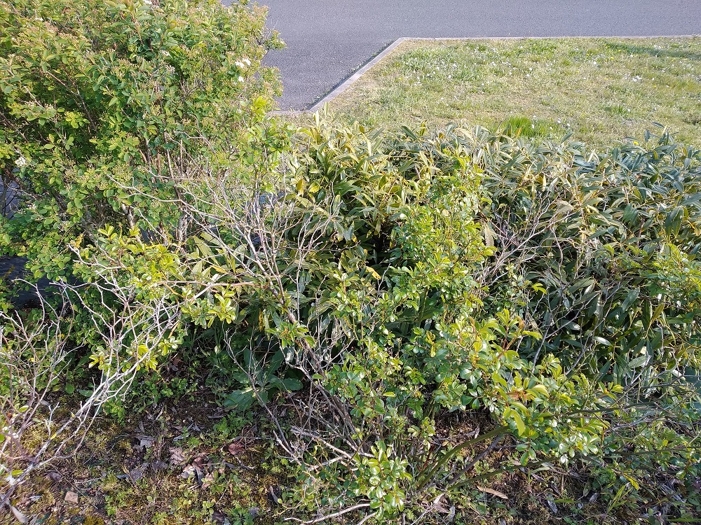 Annexe IMG_20200328_162444 50x50.jpg