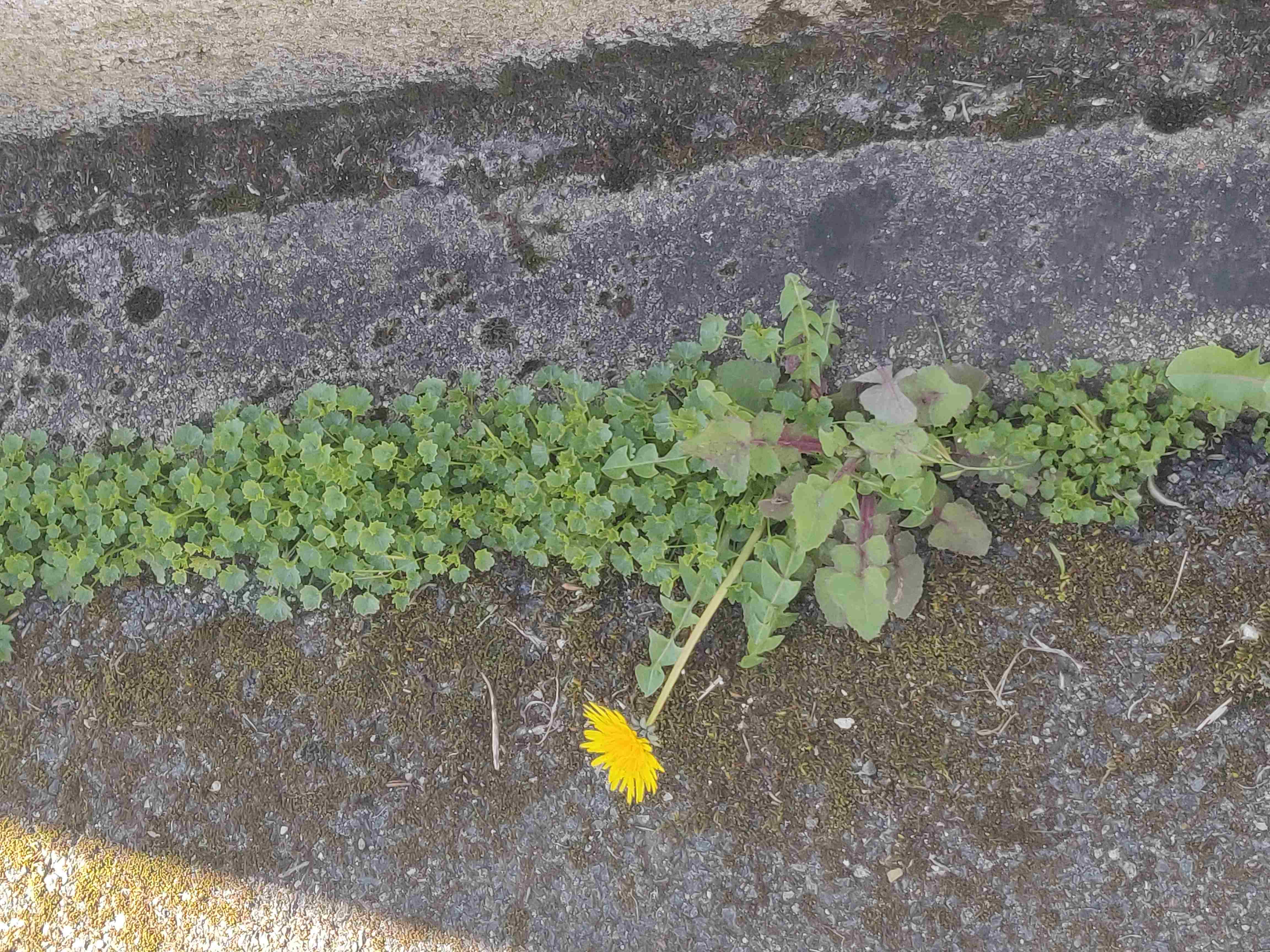 Annexe IMG_20200330_130137-ConvertImage.jpg