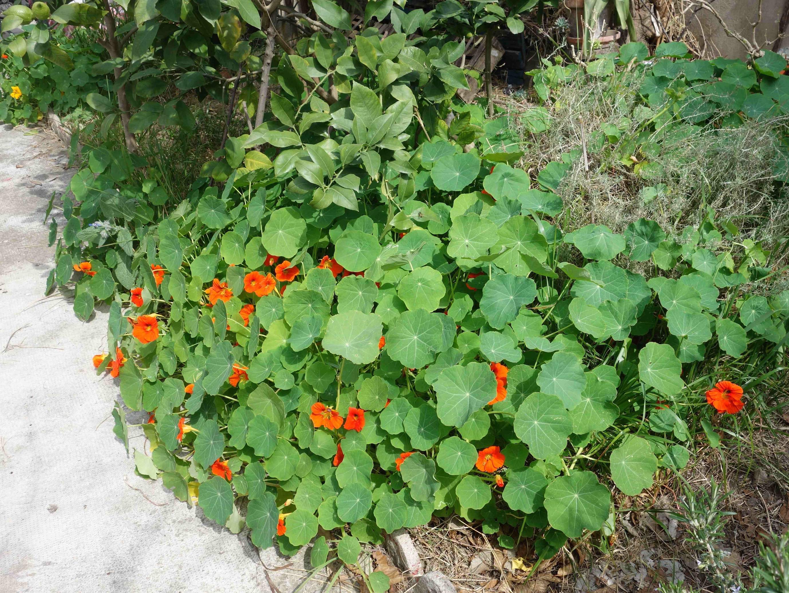 Annexe Biodiversité méditerranéenne.jpg