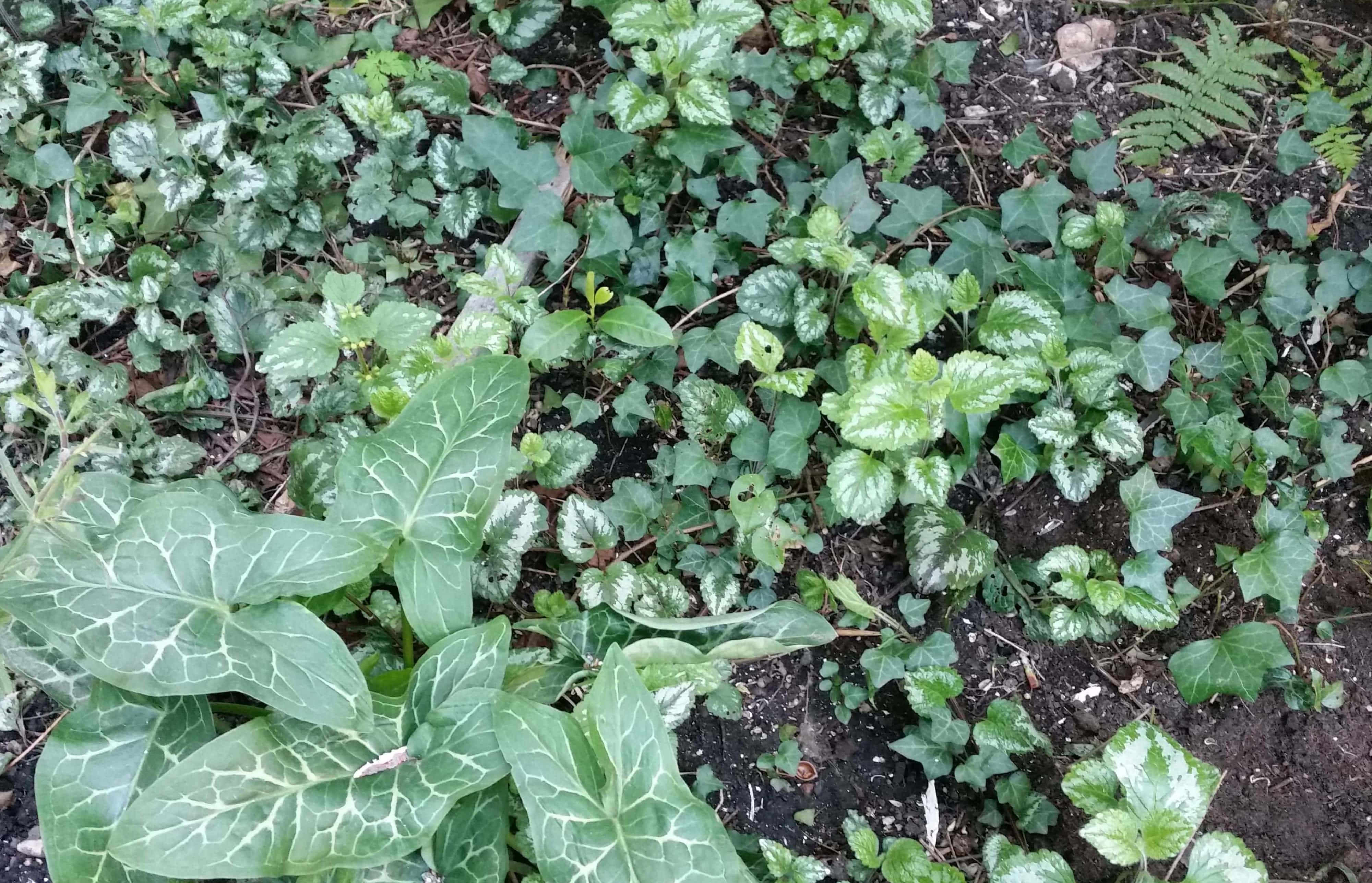 Annexe 20200330_131415-min-min-min.jpg