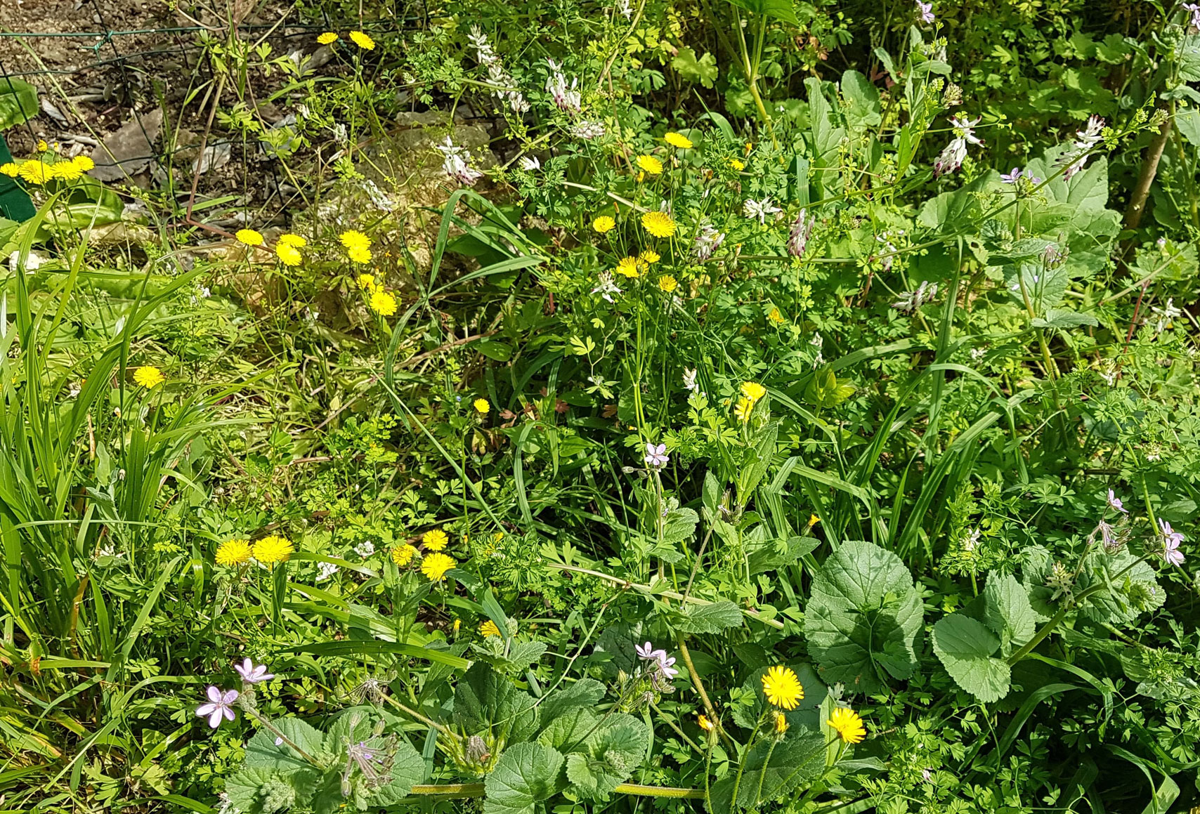 Annexe Fleurs-des-champs.jpg