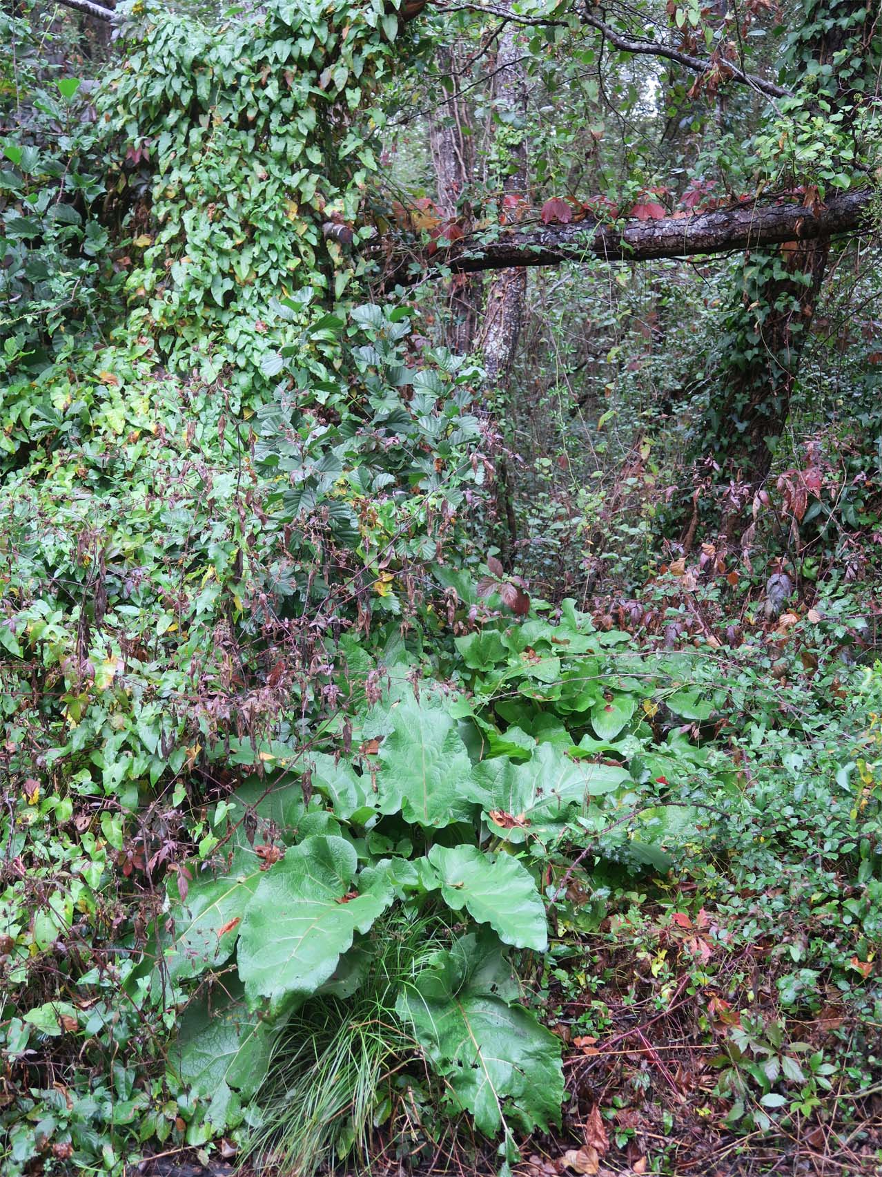 Annexe Le Teich, Gironde_octobre 2018 2.jpg