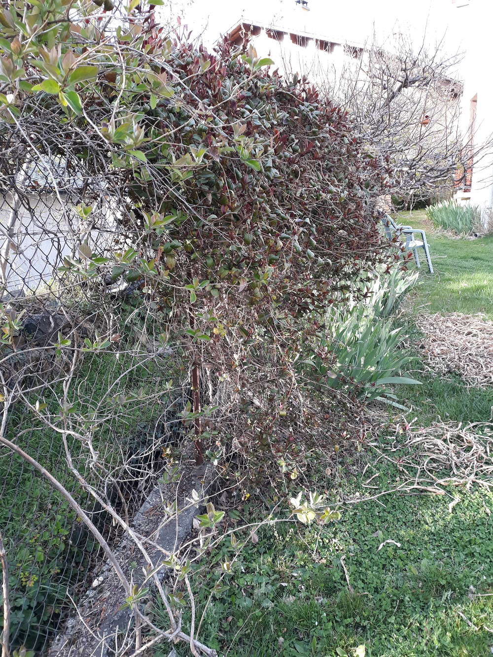 Annexe 20200329_184411.jpg