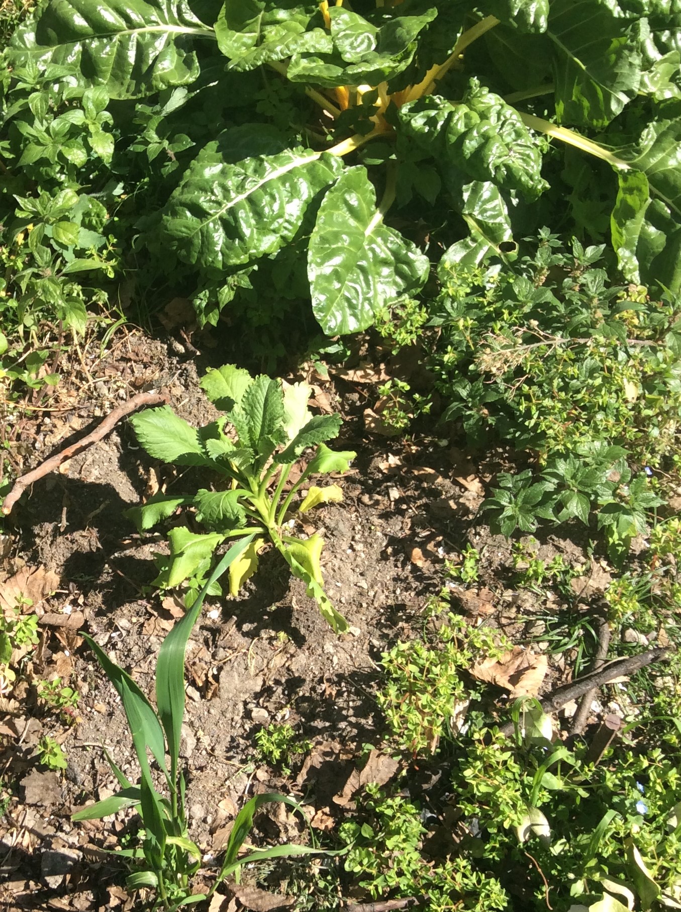 Annexe IMG_0410 (2).JPG