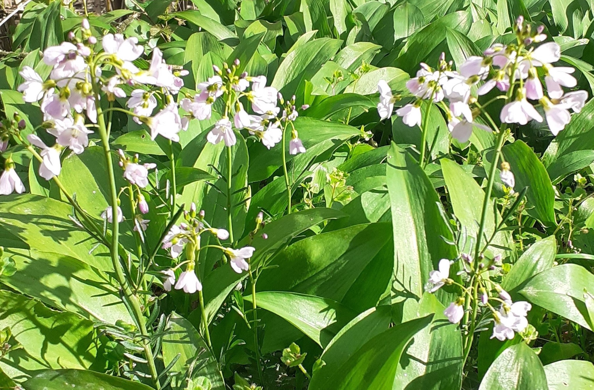Annexe biodiversité.jpg