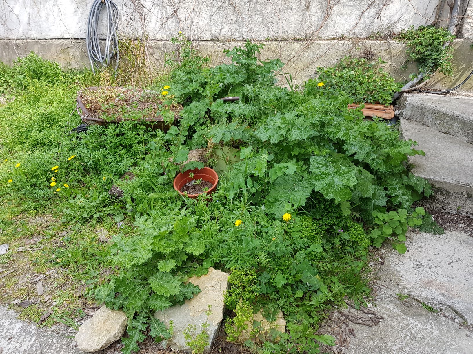 Annexe un ptit coin de biodiv.jpg