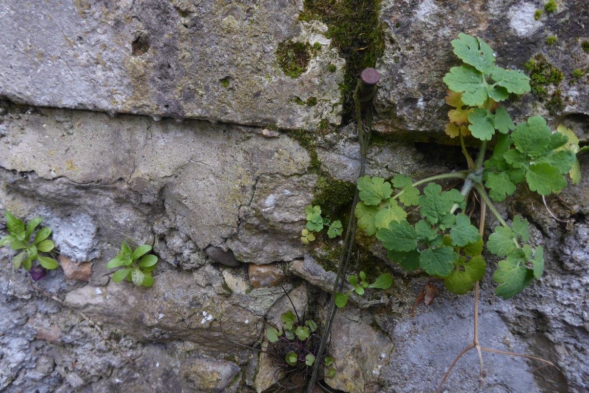 Annexe P1030431 (Medium).JPG