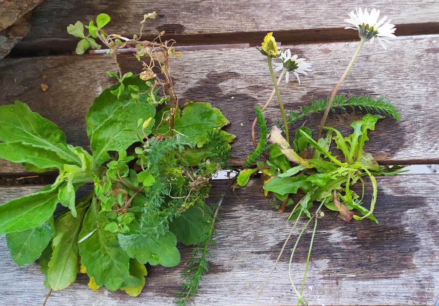 Annexe IMG_20200330_150153(1).jpg