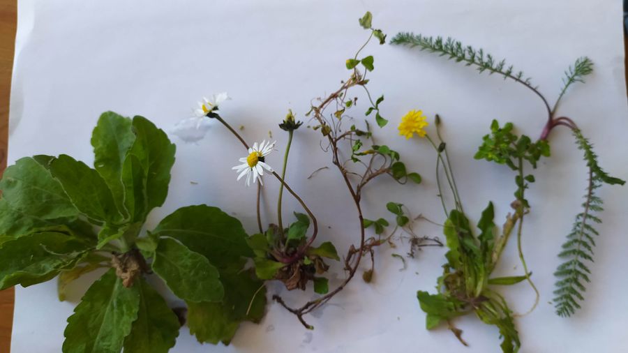 Annexe IMG_20200330_151651.jpg