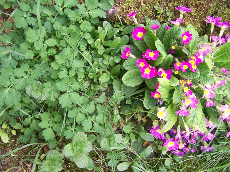 Annexe COHABITATION.jpg