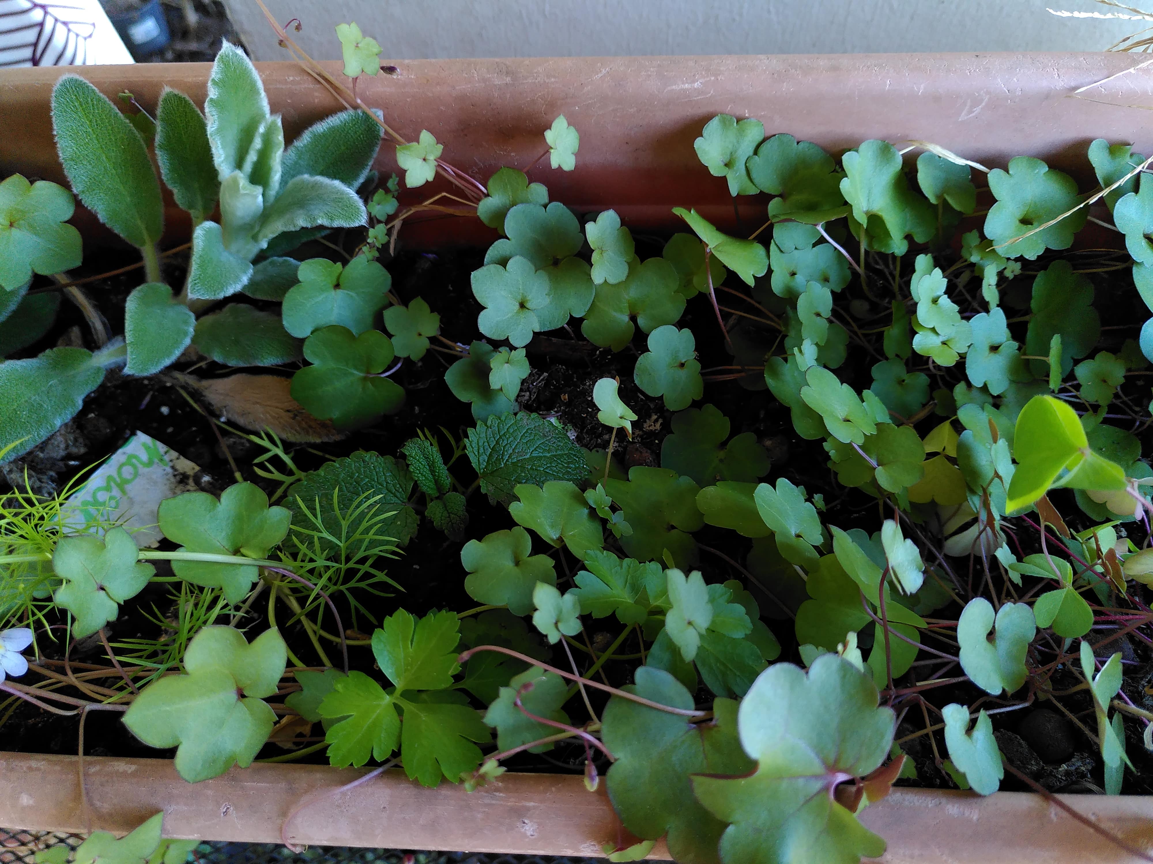 Annexe Diversité2-min.jpg