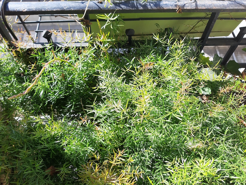 Annexe 20200330_161717.jpg