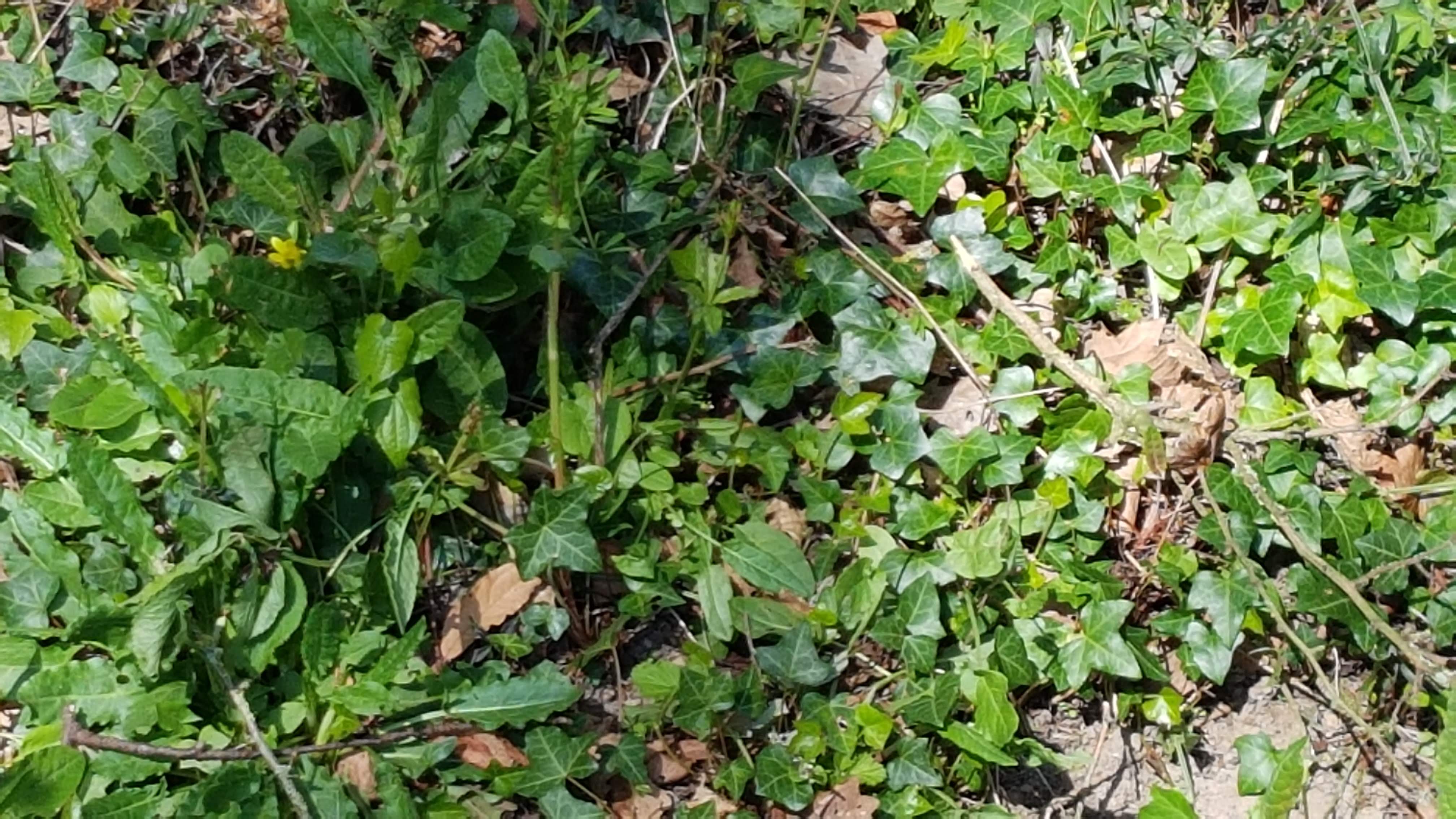 Annexe 20200330_165814.jpg