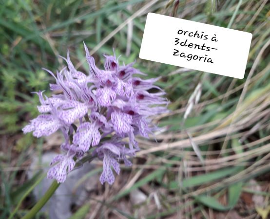 Annexe 20190517_194229 reduite.jpg