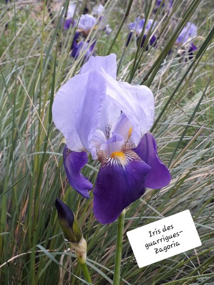 Annexe 20190517_194520 reduite.jpg