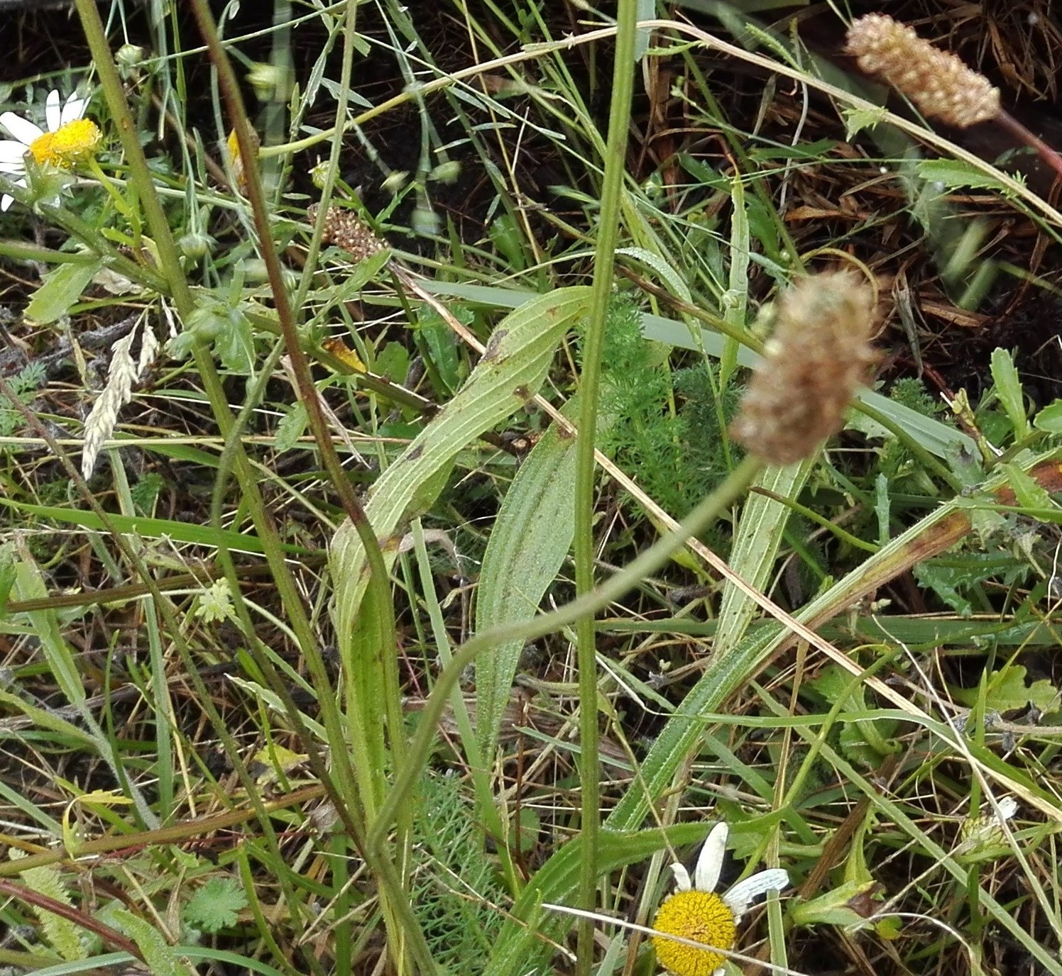 Annexe IMG_20180613_094549_001_COVER (3).jpg