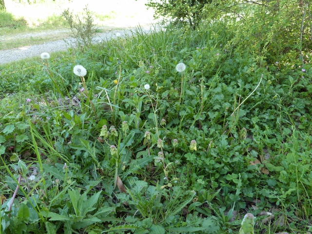 Annexe P1070353 (640x480).jpg